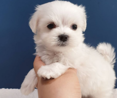 Lindo cachorros de bichon maltes mini toy para adopcion