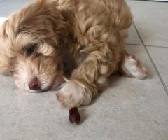 Beautiful Maltipoo puppies.