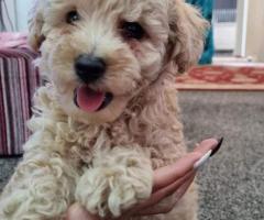 Beautiful Maltipoo puppies.