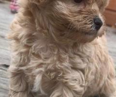 Beautiful Maltipoo puppies.