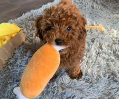 Hermosos cachorritos caniche toy,