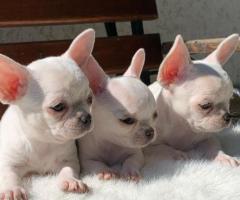 Beautiful Chihuahua puppies for rehoming