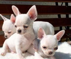 Beautiful Chihuahua puppies for rehoming