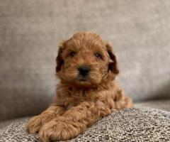 Increíble bebé Cavapoo listo para un nuevo hogar