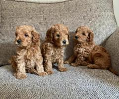 Increíble bebé Cavapoo listo para un nuevo hogar