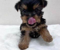 Impresionantes cachorros de Yorkshire Terrier