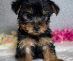 Impresionantes cachorros de Yorkshire Terrier