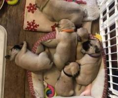 Stunning Pug Puppies for Sale