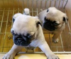 Stunning Pug Puppies for Sale