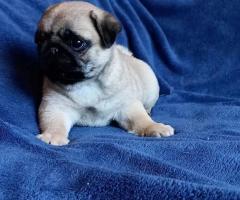 Stunning Pug Puppies for Sale