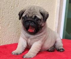 Stunning Pug Puppies for Sale