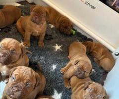 Dazzling Dogue de Bordeaux,