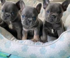 French bulldog puppies for adoption.