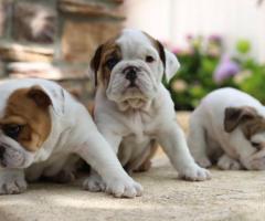 Very sweet English Bulldog puppies.