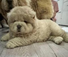 Hermosos cachorros chow chow,