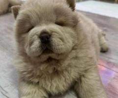 Hermosos cachorros chow chow,