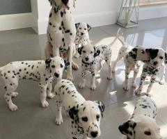 Beautiful Dalmatian puppies. 