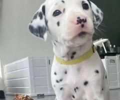 Beautiful Dalmatian puppies. 