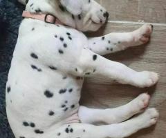 Beautiful Dalmatian puppies. 