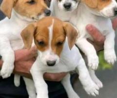 Cachorros Jack Russell,