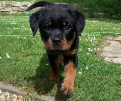 cachorros rottweiler