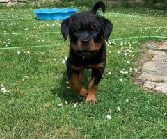 cachorros rottweiler