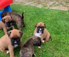 cute boxer puppies,