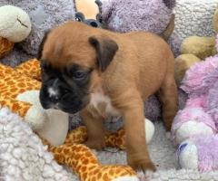 cute boxer puppies,