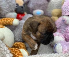 cute boxer puppies,