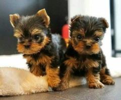 Regalo Cachorros toy, de yorkshire terrier