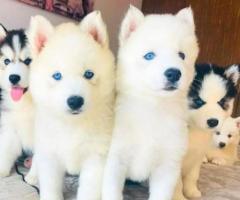 Cachorros siberian husky en venta