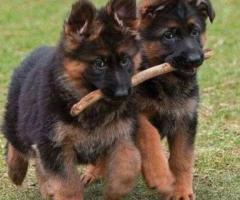 Cachorros de pastor alemán de razas puras