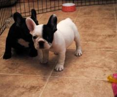 Preciosos cachorros de bulldog francés