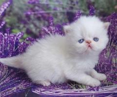 Gatitos persas machos y hembras listos para adopción