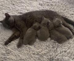 Hermosos gatitos británicos de pelo corto machos y hembras para adopción.