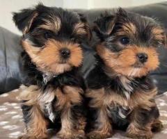 Regalo Cachorros Yorkshire Terrier Mini Toy whatsapp +34 659 07 17 93