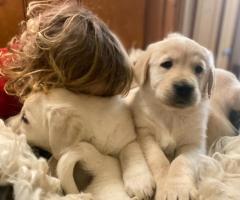 Cachorros Golden Retriever