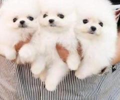 Cachorros de Pomerania de raza pura