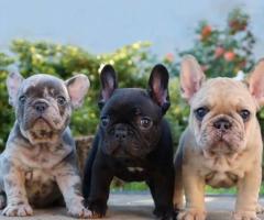 Súper cachorros de bulldog francés a la venta