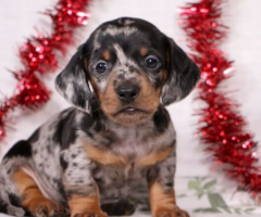 Cachorros de Teckel en miniatura