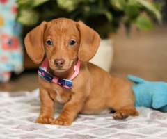 Cachorros de Teckel en miniatura