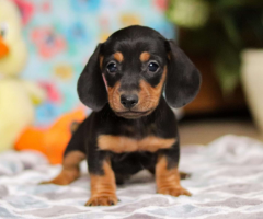 Cachorros de Teckel en miniatura