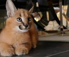 Una excepcional de gatitos Caracal Serval y Savannah