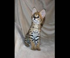 Una excepcional de gatitos Caracal Serval y Savannah