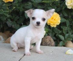 Regalo Cachorros de Chihuahua +34 633502370