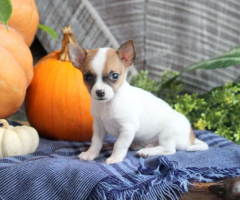 Regalo Cachorros de Chihuahua +34 633502370