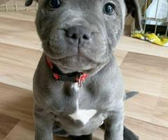 Blue Staffy Inglés / Cachorros de Staffordshire Bull Terrie +34 633502370