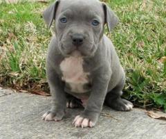 Blue Staffy Inglés / Cachorros de Staffordshire Bull Terrie +34 633502370