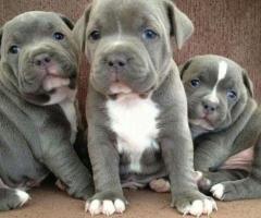 Blue Staffy Inglés / Cachorros de Staffordshire Bull Terrie +34 633502370