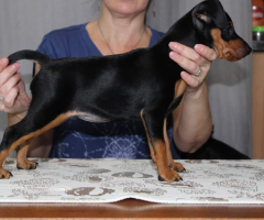 Regalo Cachorros de Pinscher Miniatura +34 633502370